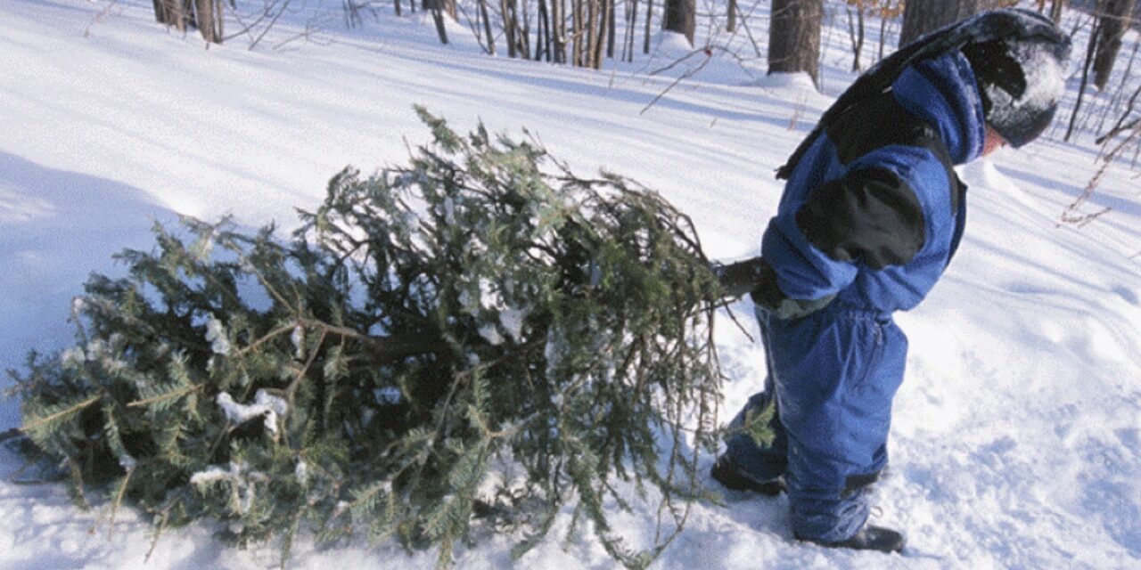 Cut your own Christmas tree in a Michigan national forest for just $5