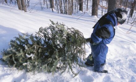 Cut your own Christmas tree in a Michigan national forest for just $5
